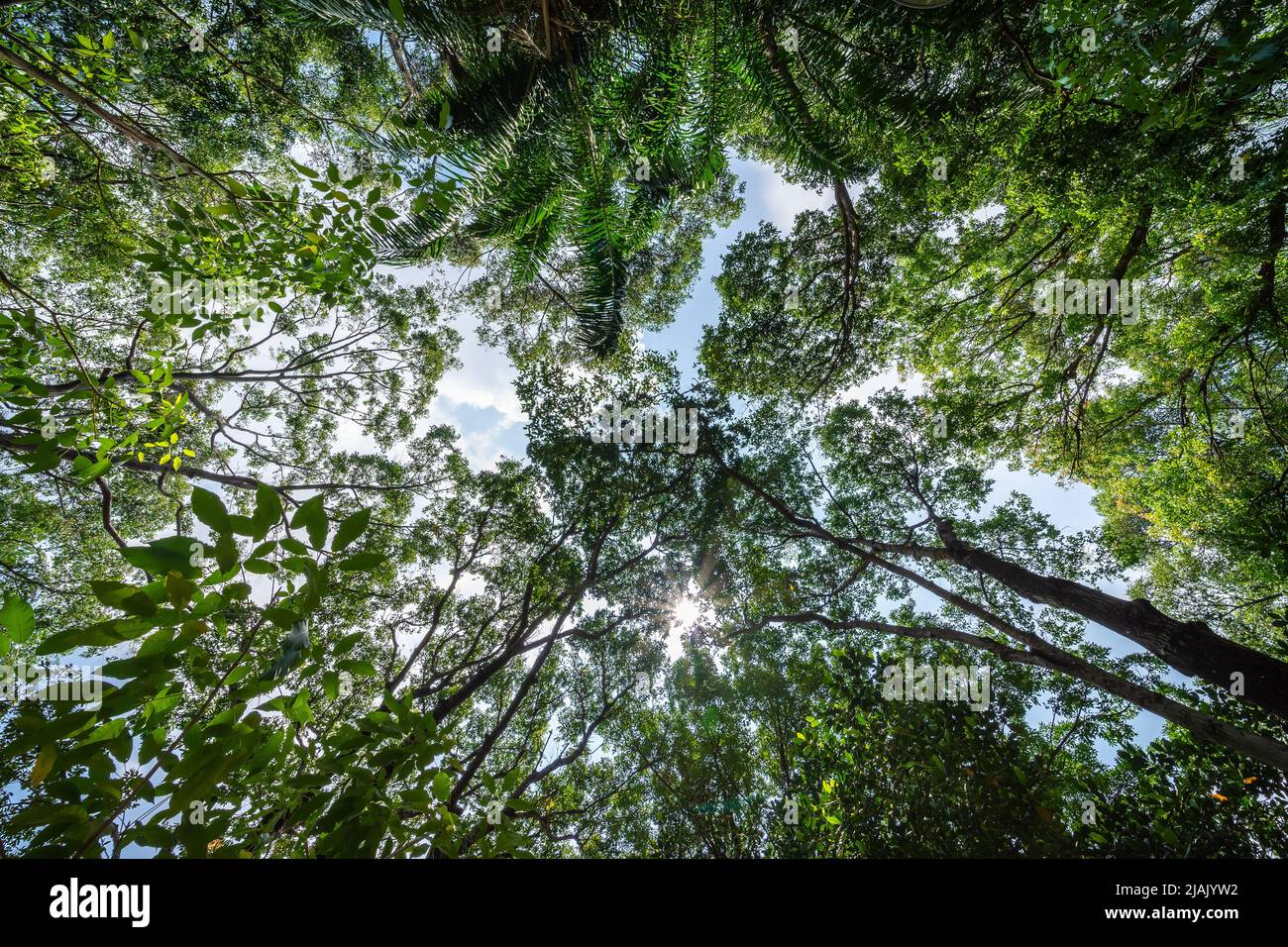 Forêt, feuillage luxuriant, grands arbres. Arbre avec feuilles vertes et lumière du soleil. Arrière-plan de la vue de dessous. Arborescence ci-dessous. Concept de la nature Banque D'Images