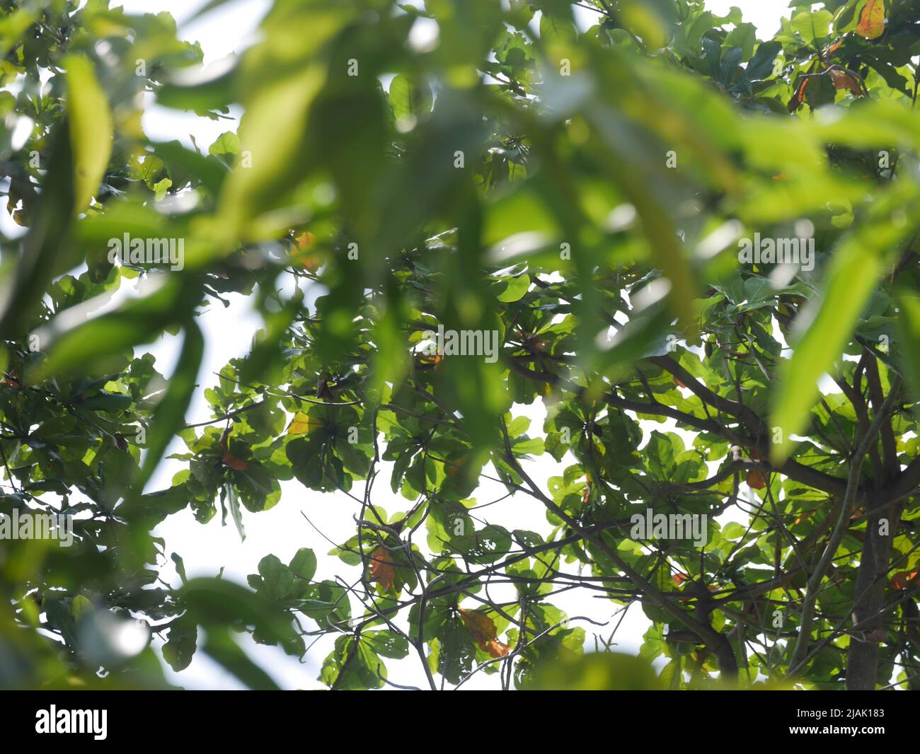 Les feuilles des arbres rendent l'environnement frais Banque D'Images