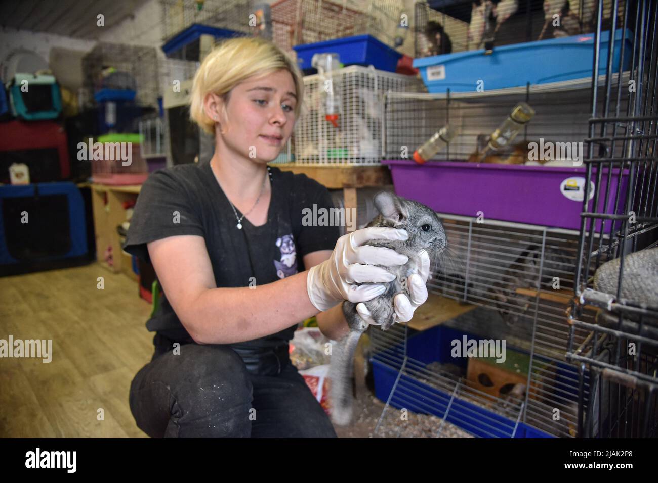 Volunteer tient un chinchilla sauvé de Kharkiv, où les troupes russes bombarde quartiers résidentiels et de civils, dans la maison d'animaux de secours de Lviv. Les volontaires ont réussi à évacuer plusieurs centaines de rongeurs comme (rats, lapins, cobayes, chinchillas, Degu), de Kharkiv à Lviv. Les troupes russes bombarde constamment les quartiers résidentiels de Kharkiv. Maintenant, les animaux sont logés dans un abri - foyer des animaux sauvés. Ici, ils sont fournis avec l'aide et les soins nécessaires. (Photo de Pavlo Palamarchuk/SOPA Images/Sipa USA) Banque D'Images