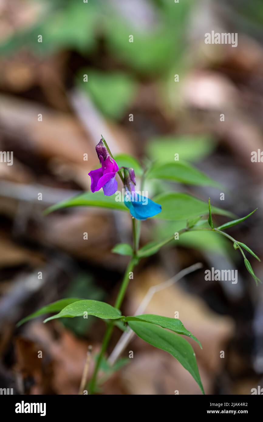 Lathyrus vernus fleur dans la prairie, macro Banque D'Images