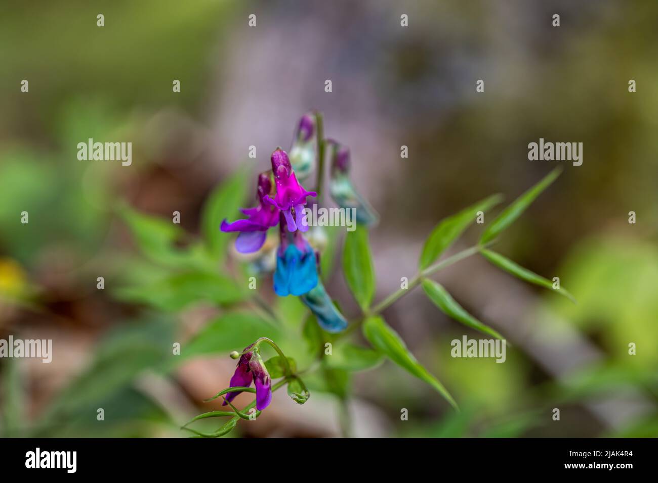 Lathyrus vernus fleurit dans la prairie Banque D'Images
