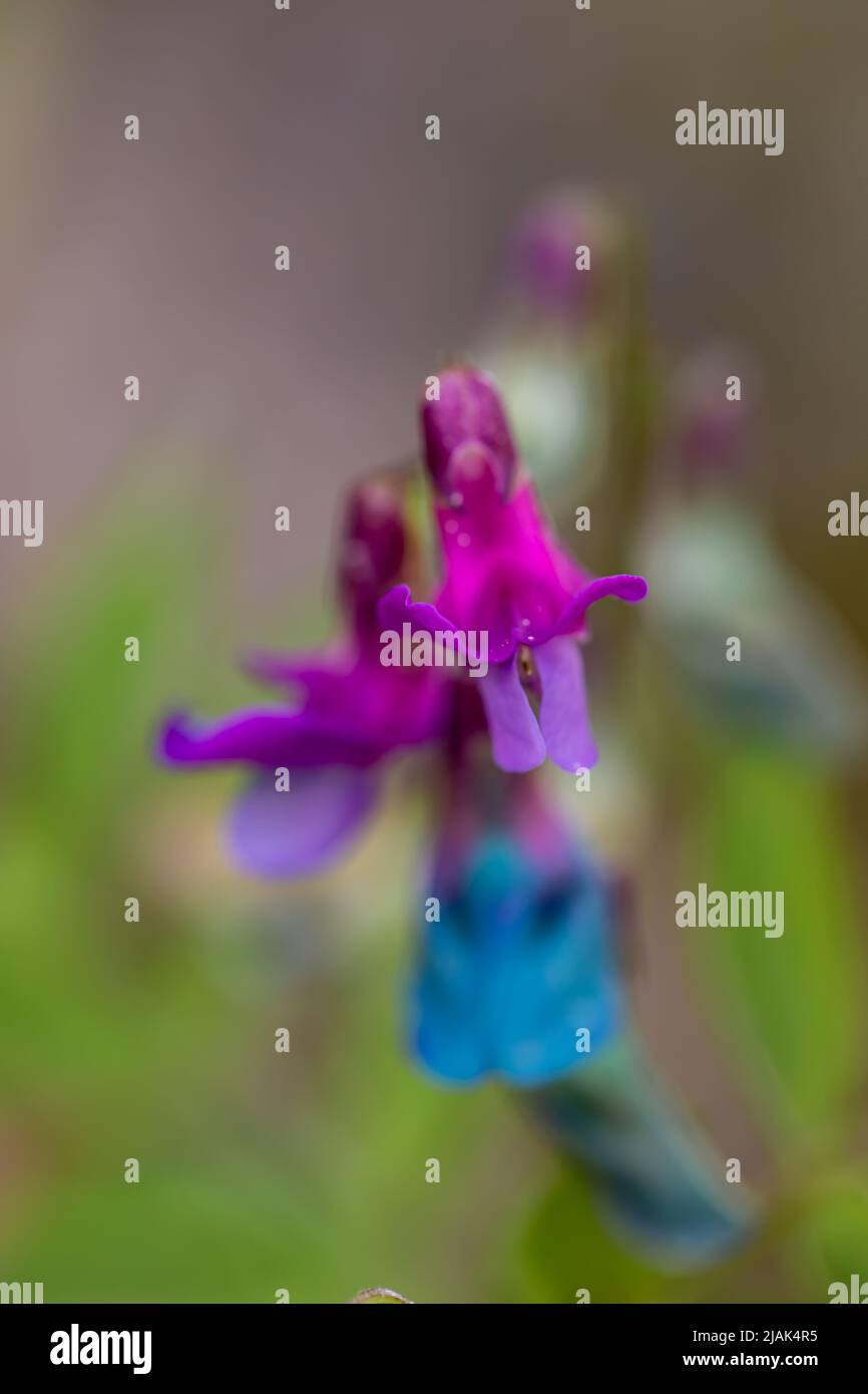 La fleur de Lathyrus vernus grandit dans les prairies Banque D'Images