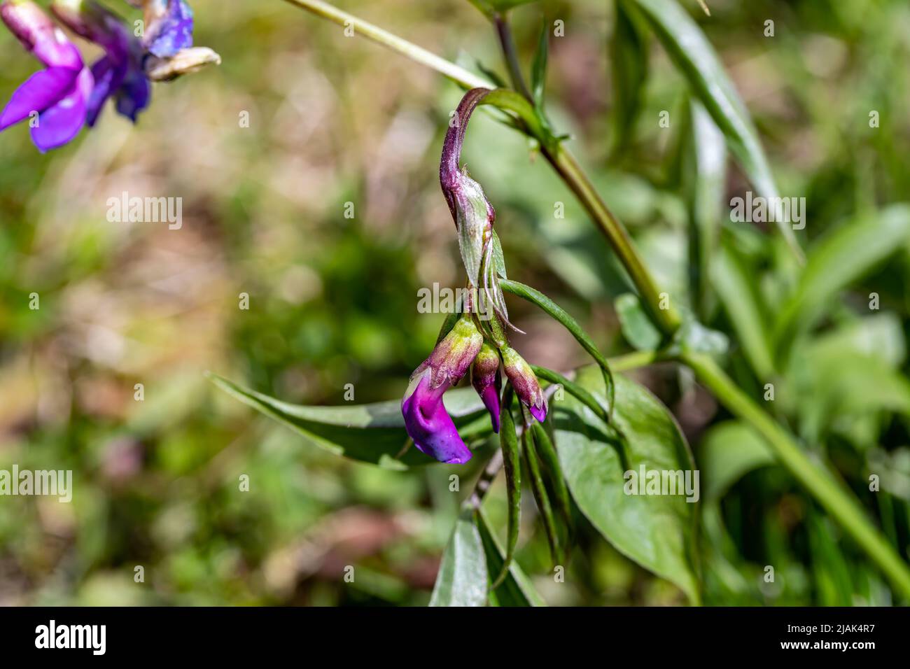 Lathyrus vernus fleur dans la prairie, gros plan Banque D'Images