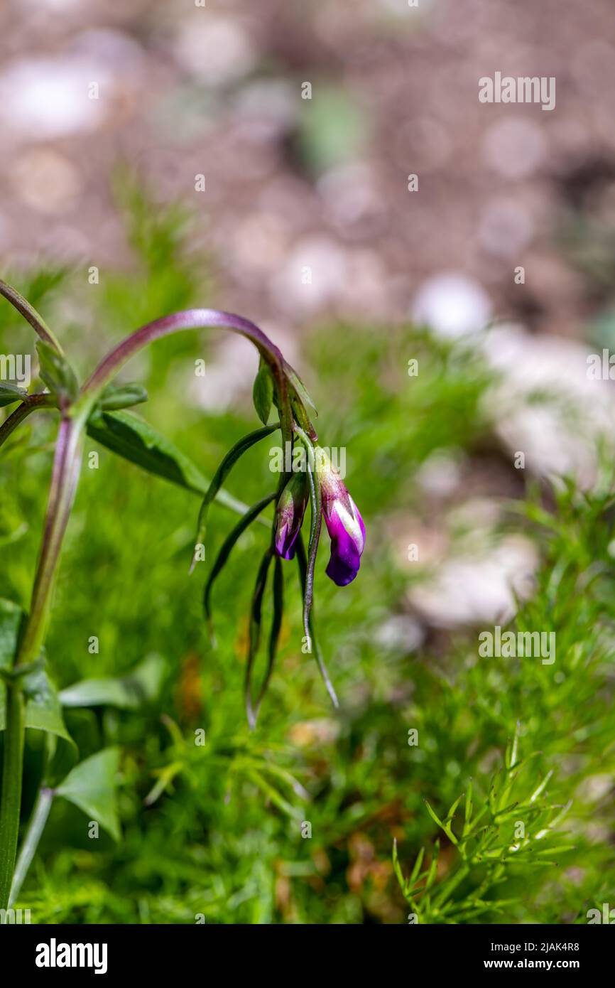 La fleur de Lathyrus vernus grandit dans le pré, en gros plan Banque D'Images