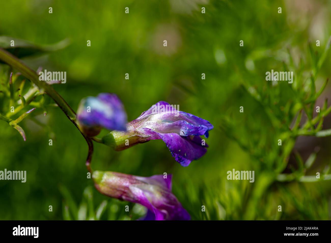Lathyrus vernus fleurit dans le pré, pousse en gros plan Banque D'Images