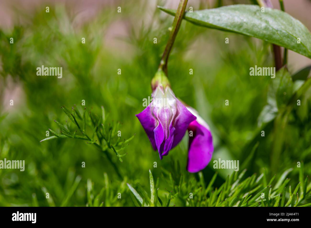 La fleur de Lathyrus vernus grandit dans les prés, pousse en gros plan Banque D'Images