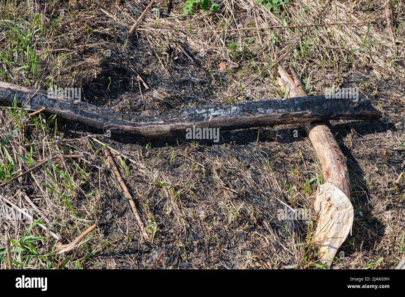 Une bûche brûlée d'un arbre se trouve sur le sol de la forêt après un feu de forêt. Banque D'Images