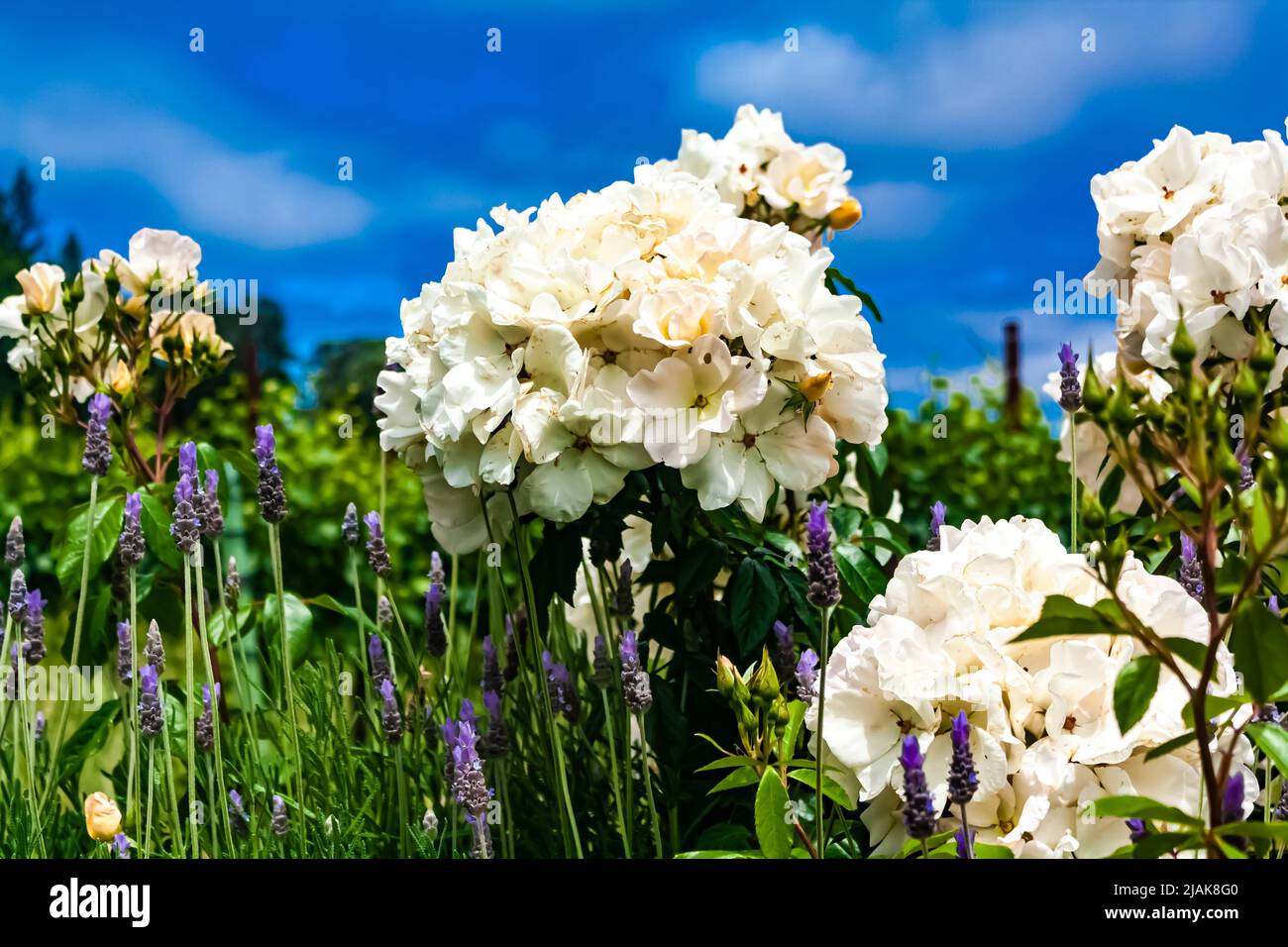 Roses blanches de Chine, Rosa chinensis Banque D'Images