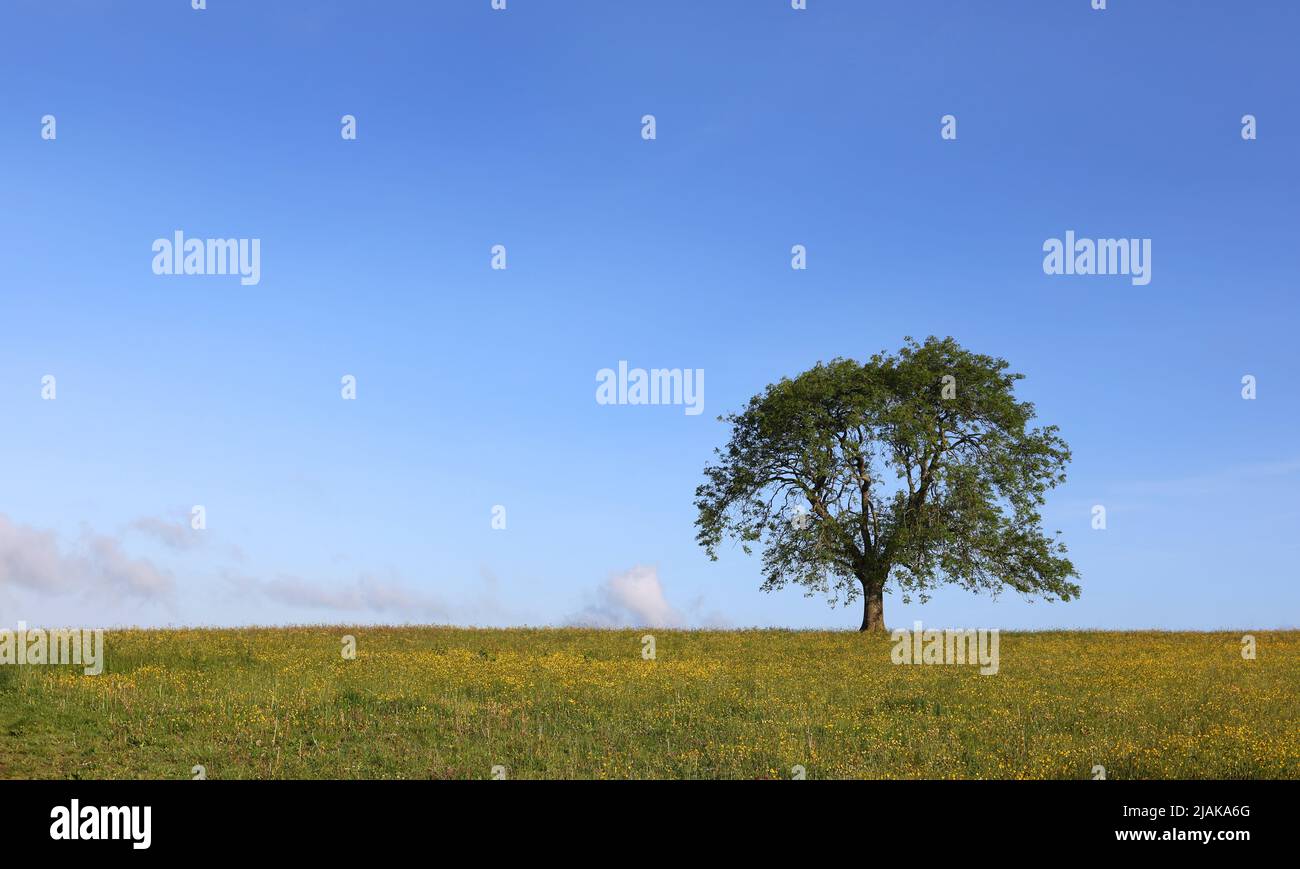 2022 mai - Lone Tree dans un champ de butterbutterbutterbups jaunes Banque D'Images