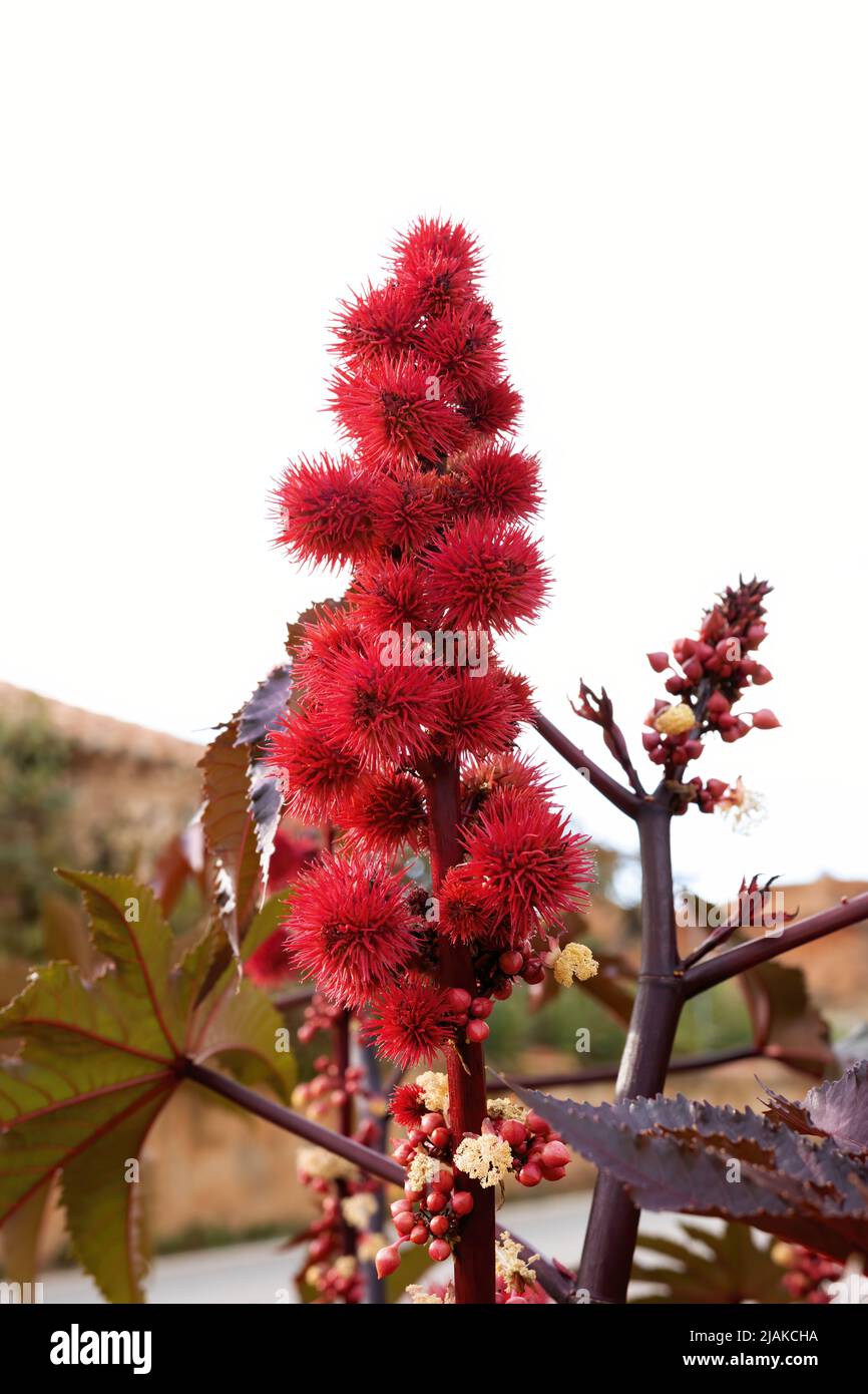 fleur et feuilles de la plante appelée ricinus communis, la ricin de haricot ou d'huile de ricin, utilisée pour la décoration dans les jardins Banque D'Images