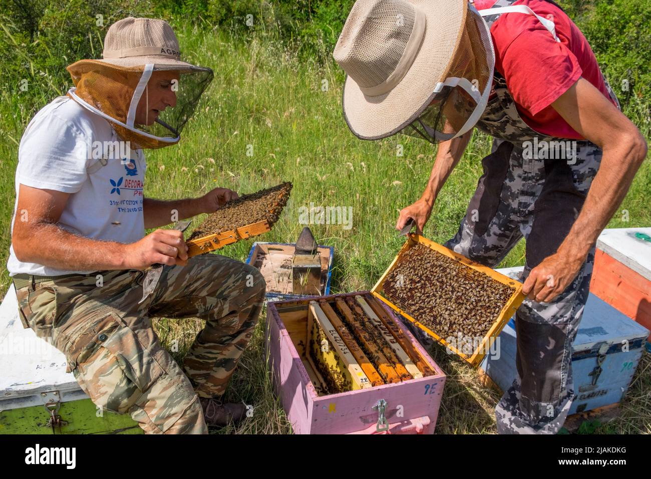 Apiculteurs inspectant les cadres de ruches Banque D'Images