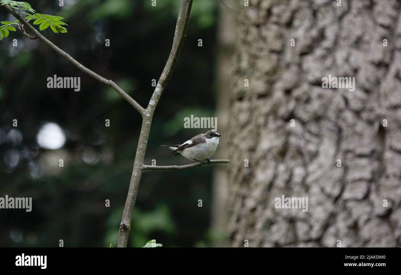 Muscicapa striata sur un magnifique fond vert flou. Le flycatcher tacheté Banque D'Images