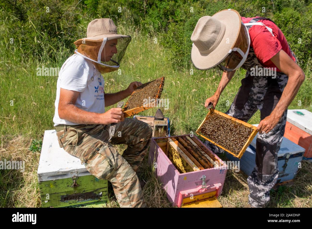 Apiculteurs inspectant les cadres de ruches Banque D'Images
