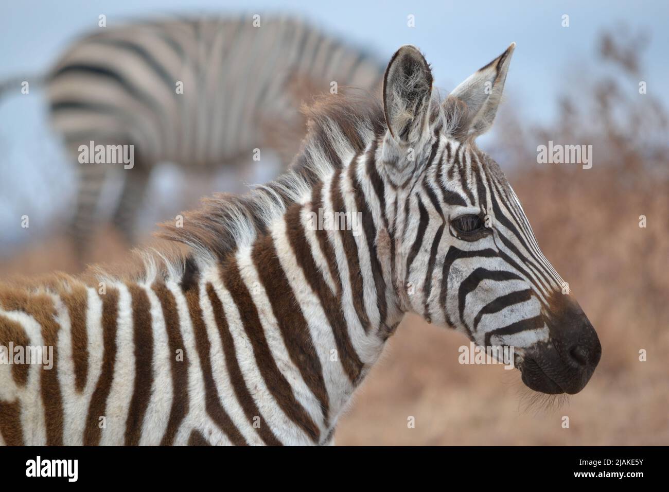 Les babilys de la savane africaine- Die Kinder der der Savanne Afrikas Banque D'Images