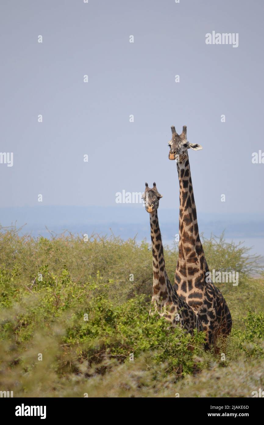 Les babilys de la savane africaine- Die Kinder der der Savanne Afrikas Banque D'Images