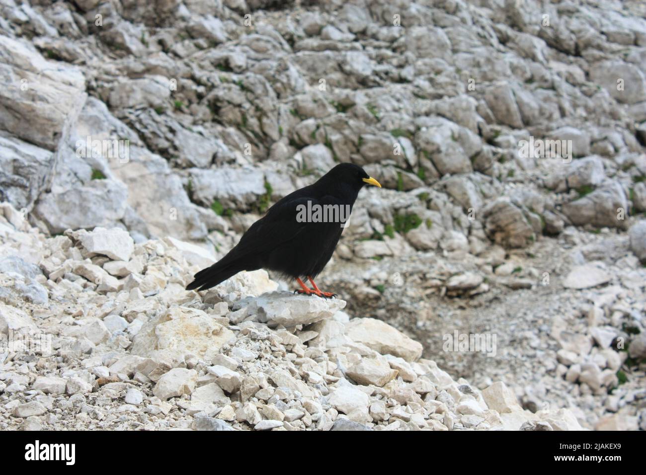 Chough alpin (oiseau de montagne noir) sur Jôf di Montasio dans les Alpes Juliennes occidentales à Friuli Venezia Giulia, Italie. Banque D'Images