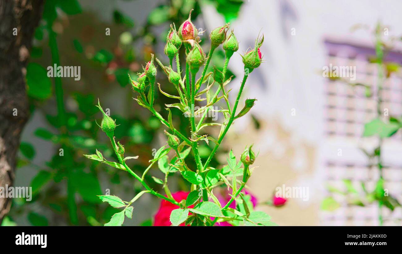 Jeunes boutons de roses non soufflés dans le jardin. Fleurs et bourgeons de roses rouges. Jardin de roses indiennes Banque D'Images