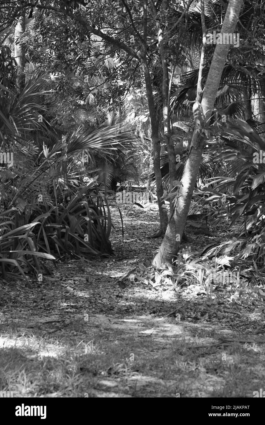 Palmiers tropicaux luxuriants qui poussent dans la prairie ensoleillée de Floride en noir et blanc. Banque D'Images