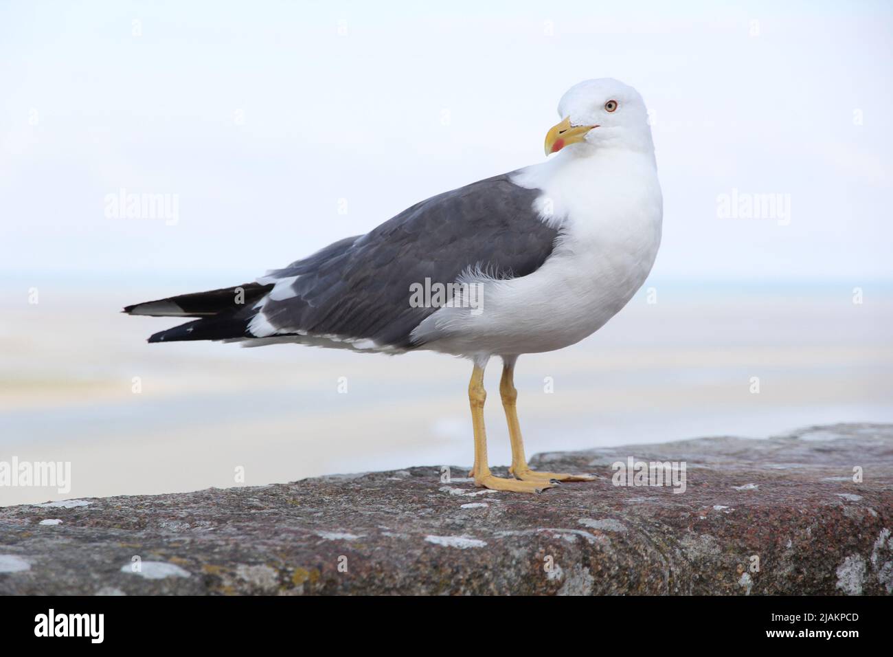 Mouette reposant sur un mur en pierre Banque D'Images