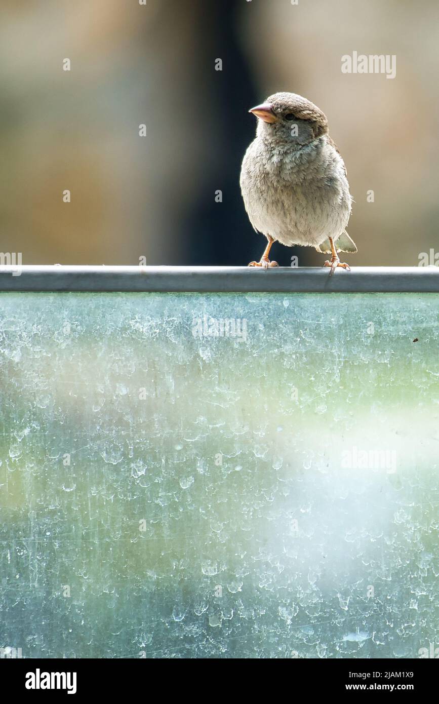 bruant assis sur une corde en fil de fer. petit songbird avec beau plumage. le bruant est un oiseau en voie de disparition. Enregistré en Allemagne Banque D'Images