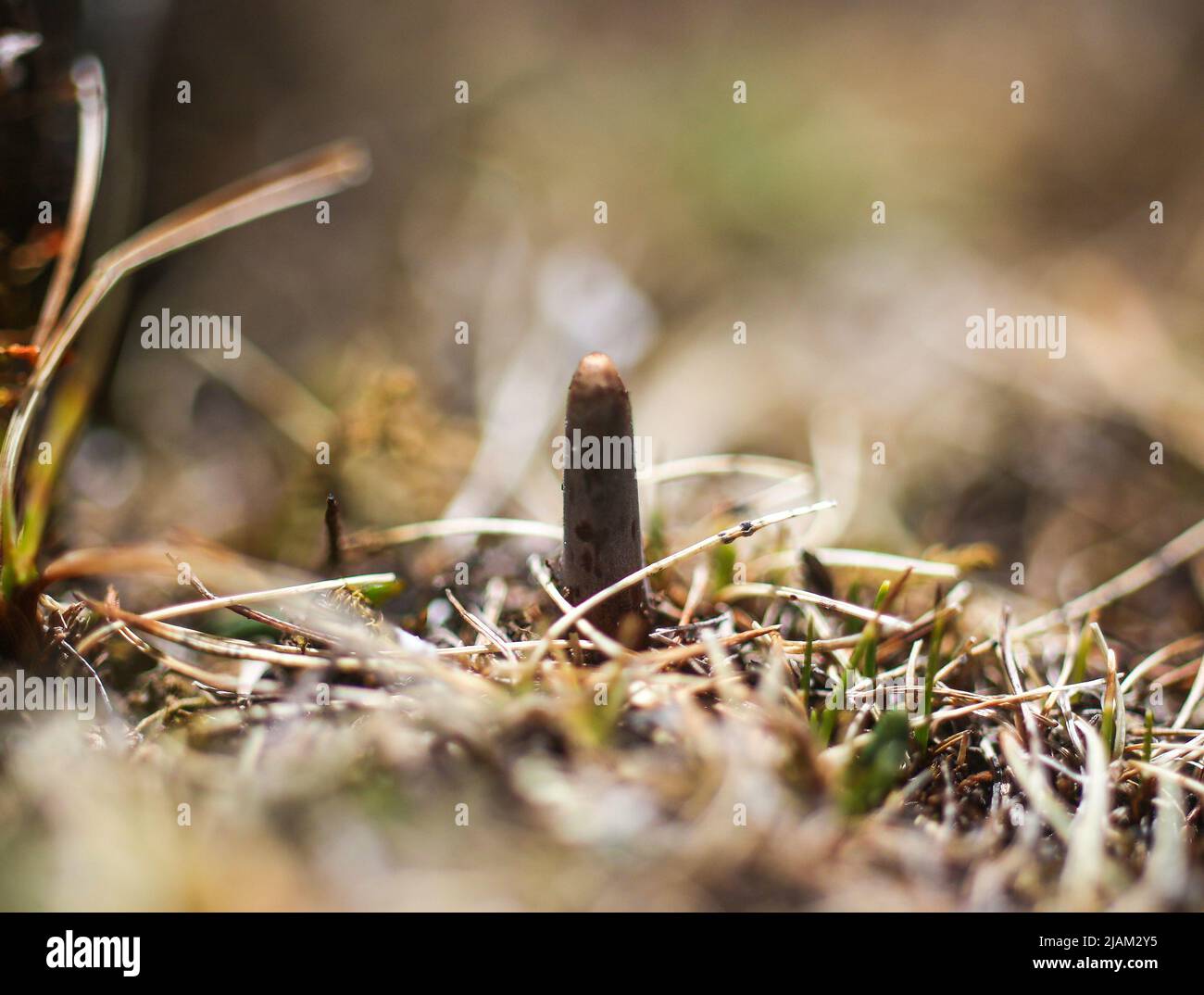 NAGQU, 31 mai 2022 (Xinhua) -- On voit Un champignon de la chenille pousser sur les prairies du comté de Biru, dans la région autonome du Tibet, au sud-ouest de la Chine, au 25 mai 2022. Sur la prairie de plus de 4 700 mètres au-dessus du niveau de la mer dans le comté de Biru, les bergers sont occupés à chasser le champignon de la chenille au moment de la récolte. Le comté de Biru est un site clé de la fabrication de champignons caterpillar, un ingrédient coûteux de la médecine traditionnelle chinoise. Trouvé seulement à haute altitude, le champignon, connu en Chine sous le nom de « ver d'hiver herbe d'été », est dit être efficace pour stimuler le système immunitaire. La chenille f Banque D'Images