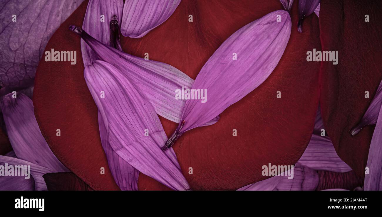 Un effet délavé couvre les pétales de fleurs rouges recouverts de pétales de pâquerettes roses. Banque D'Images