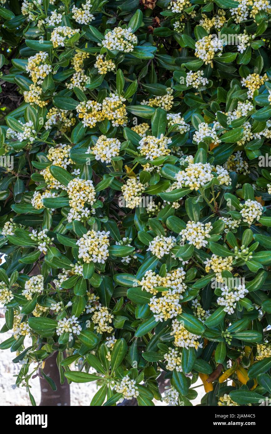 Pittosporum tobira, Pittosporum japonais, Mock-orange japonais Banque D'Images