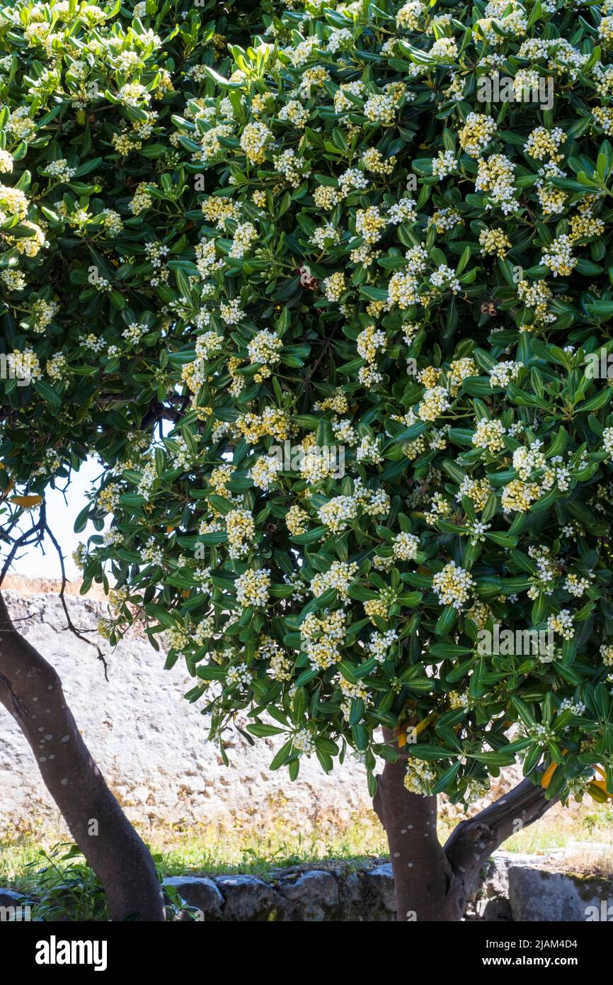 Pittosporum tobira, Pittosporum japonais, Mock-orange japonais Banque D'Images