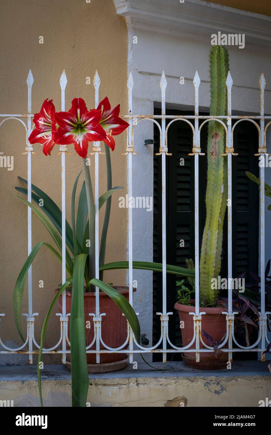 Petit balcon avec plantes Hippeastrum et Cactus, ville de Corfou, Corfou ou Kerkyra, Grèce Banque D'Images