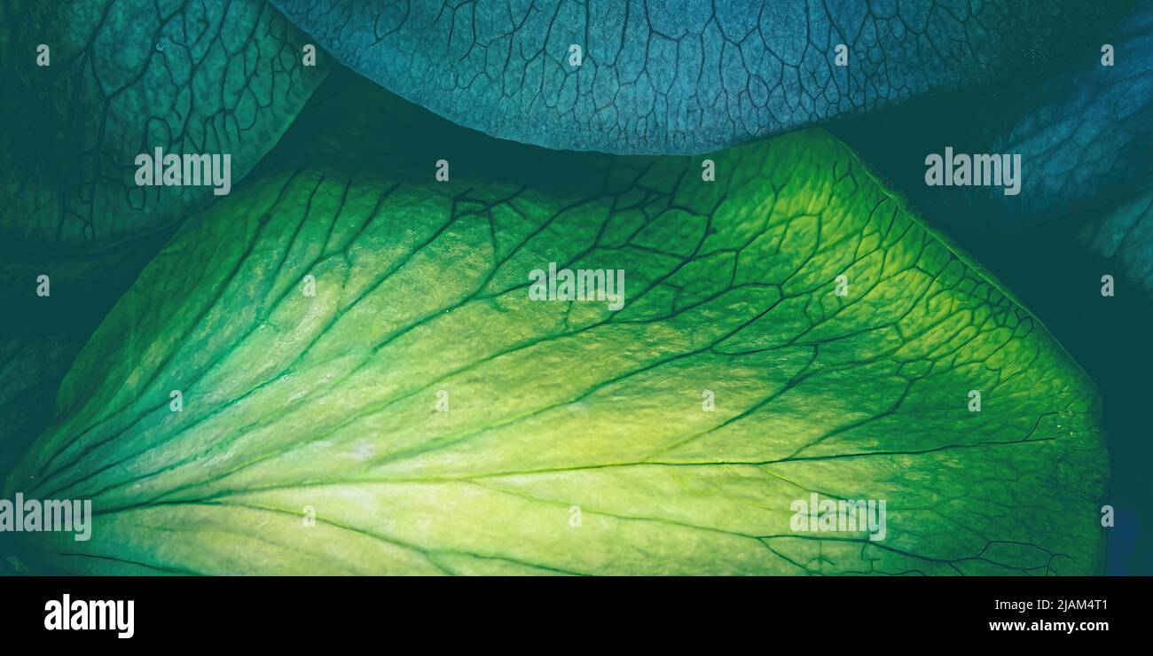 Vous regardez les veines de différentes roses colorées. Banque D'Images