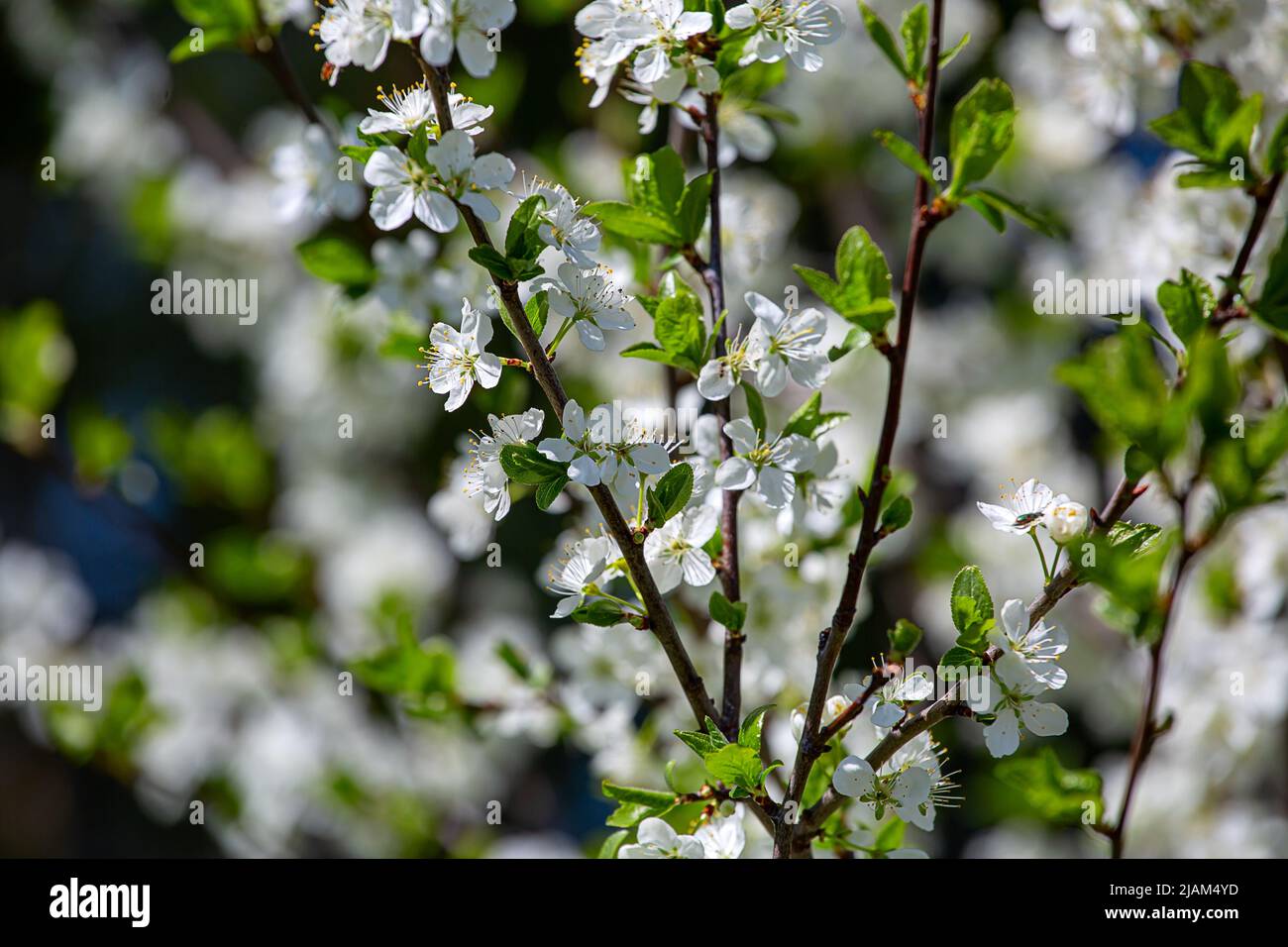 Cerisiers en fleurs, le jour ensoleillé du printemps Banque D'Images