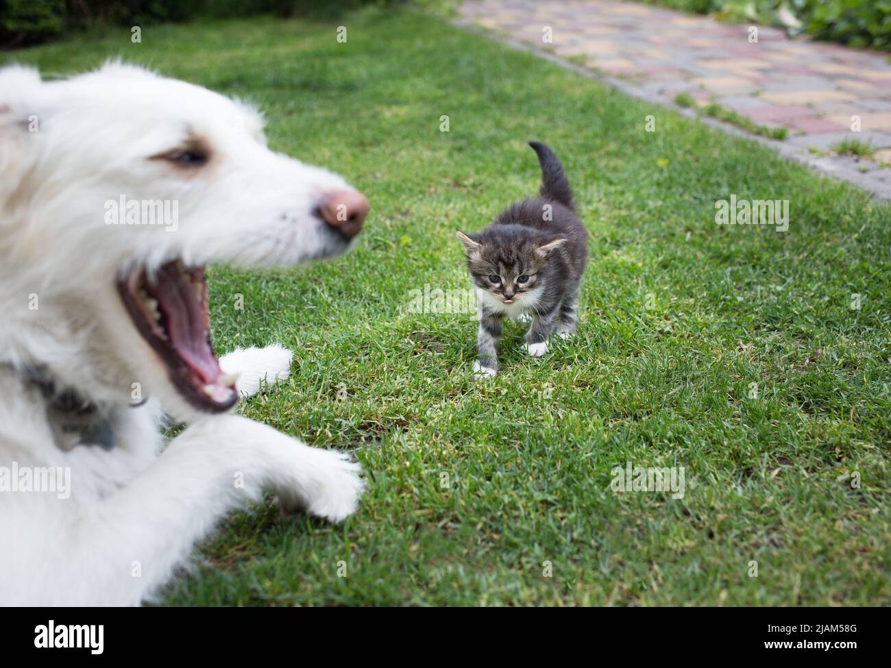 le grand chien blanc ouvrit sa bouche large devant un petit chaton marchant vers lui sur l'herbe verte. Rencontre, rejet, relation avec le client Banque D'Images