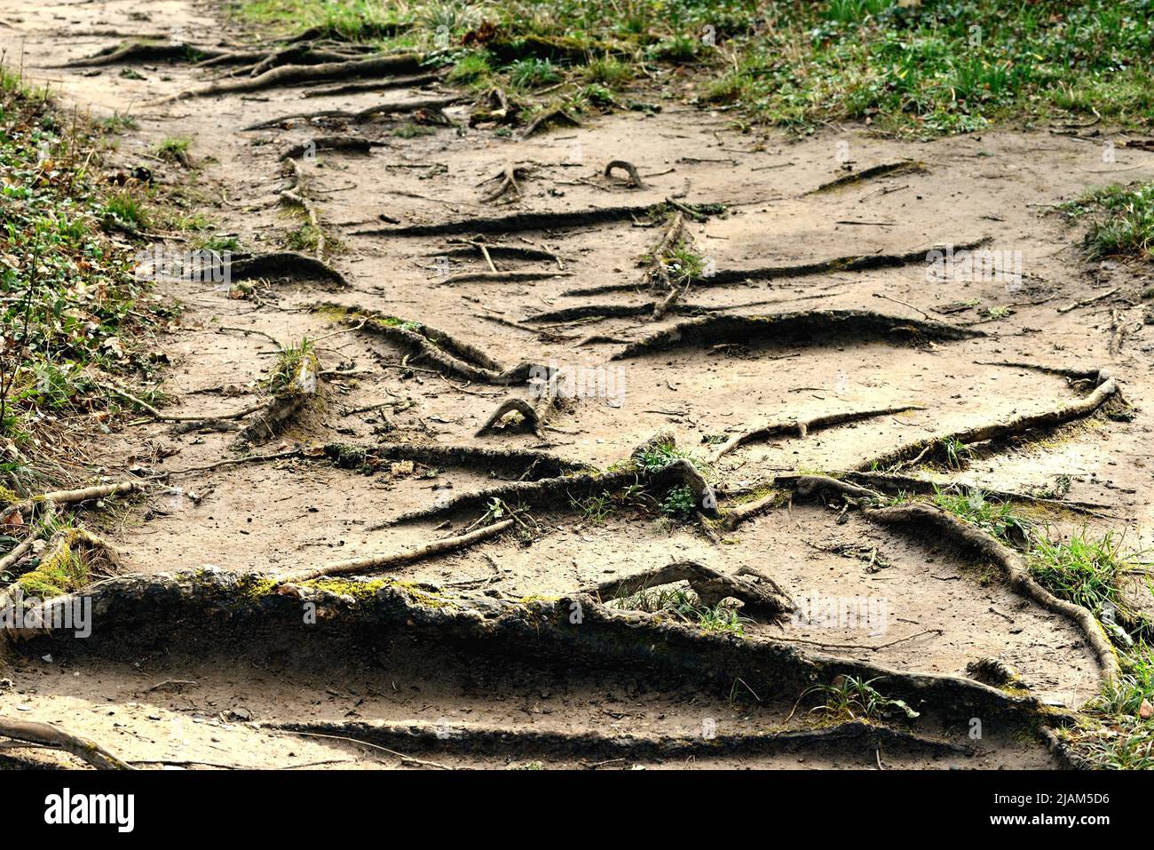 Racines d'arbres exposées qui poussent sur un sentier boisé. Banque D'Images