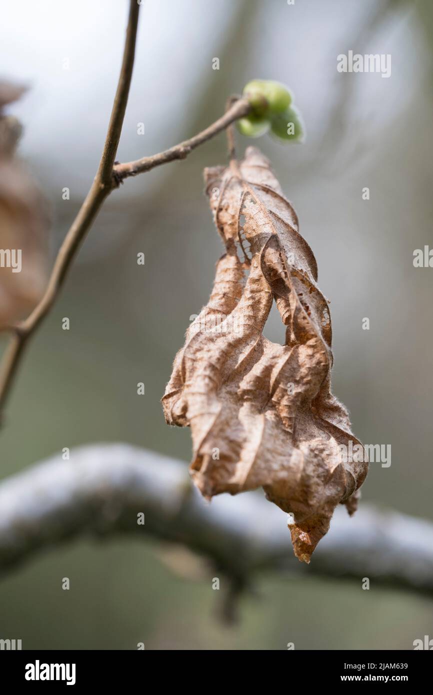 Feuille de hêtre de la cave, Fagus sylvatica Banque D'Images