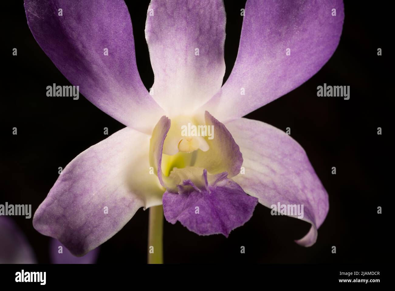 Gros plan sur une magnifique orchidée sur un fond sombre. Banque D'Images