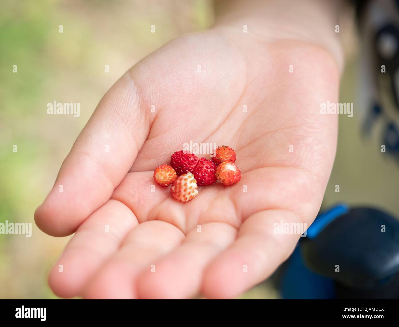 Fraises sauvages à la main des enfants, vue rapprochée Banque D'Images