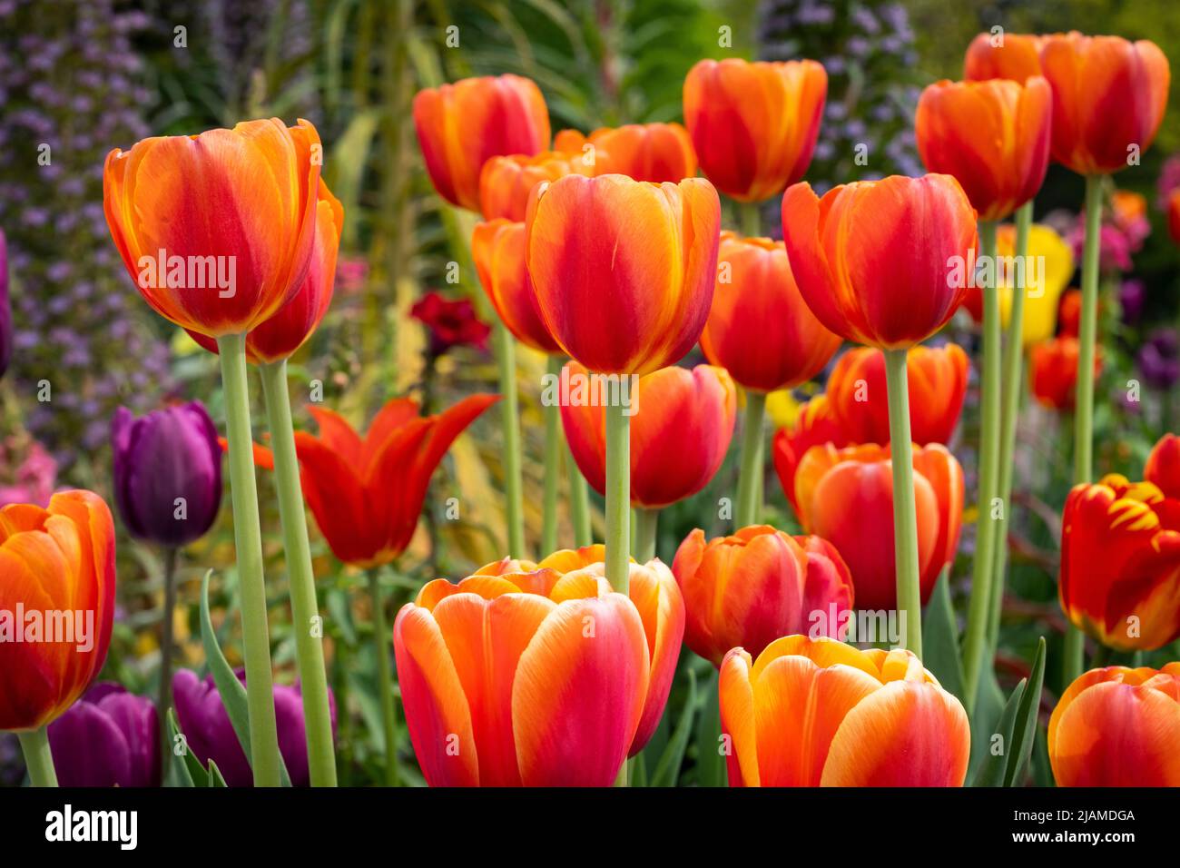 Tulipes de jardin au jardin botanique de Montréal au Canada Banque D'Images