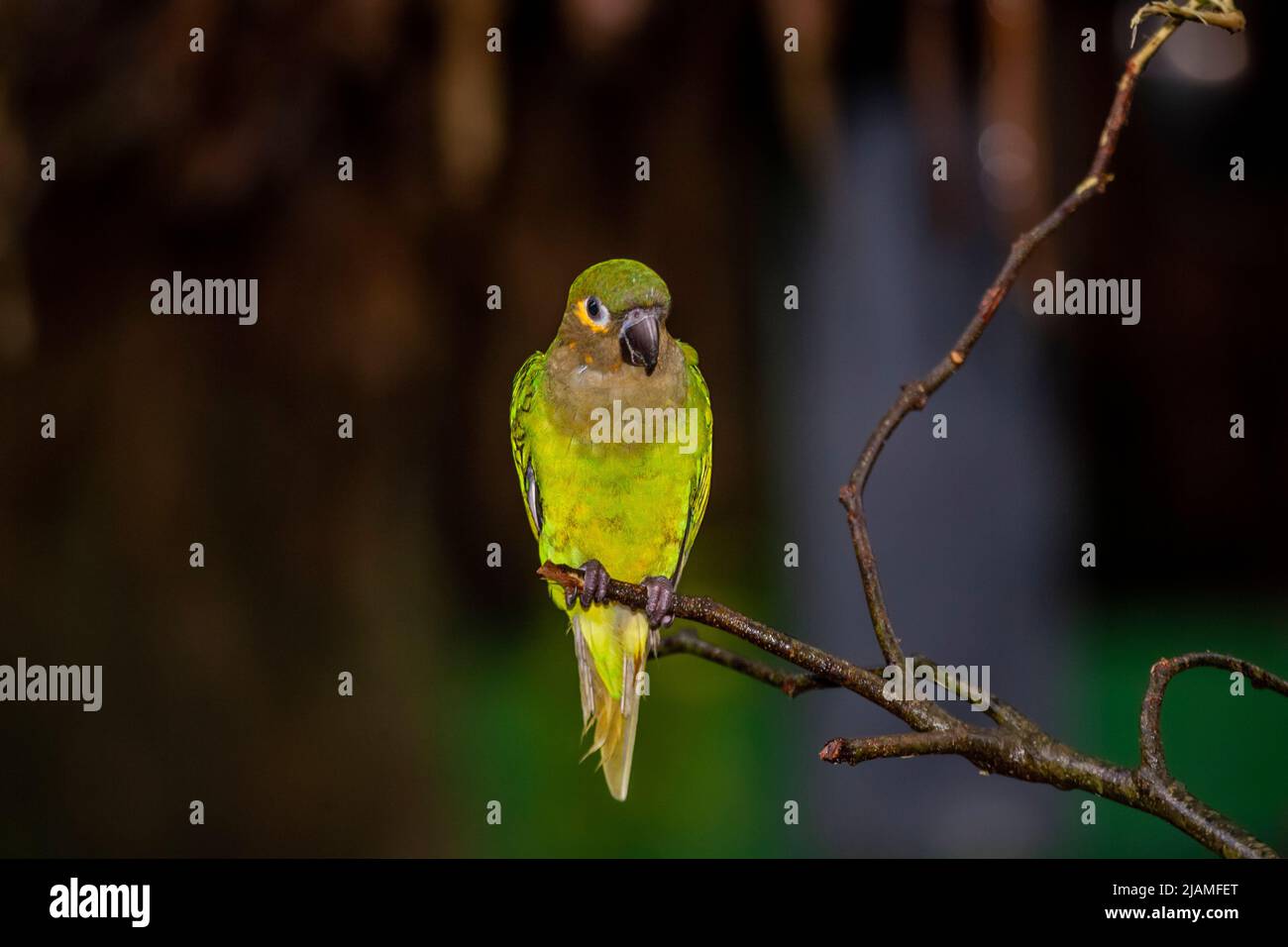 Perroquet orange (Amazona amazonica) perroquet vert amazonien. Photographié au Panama Banque D'Images