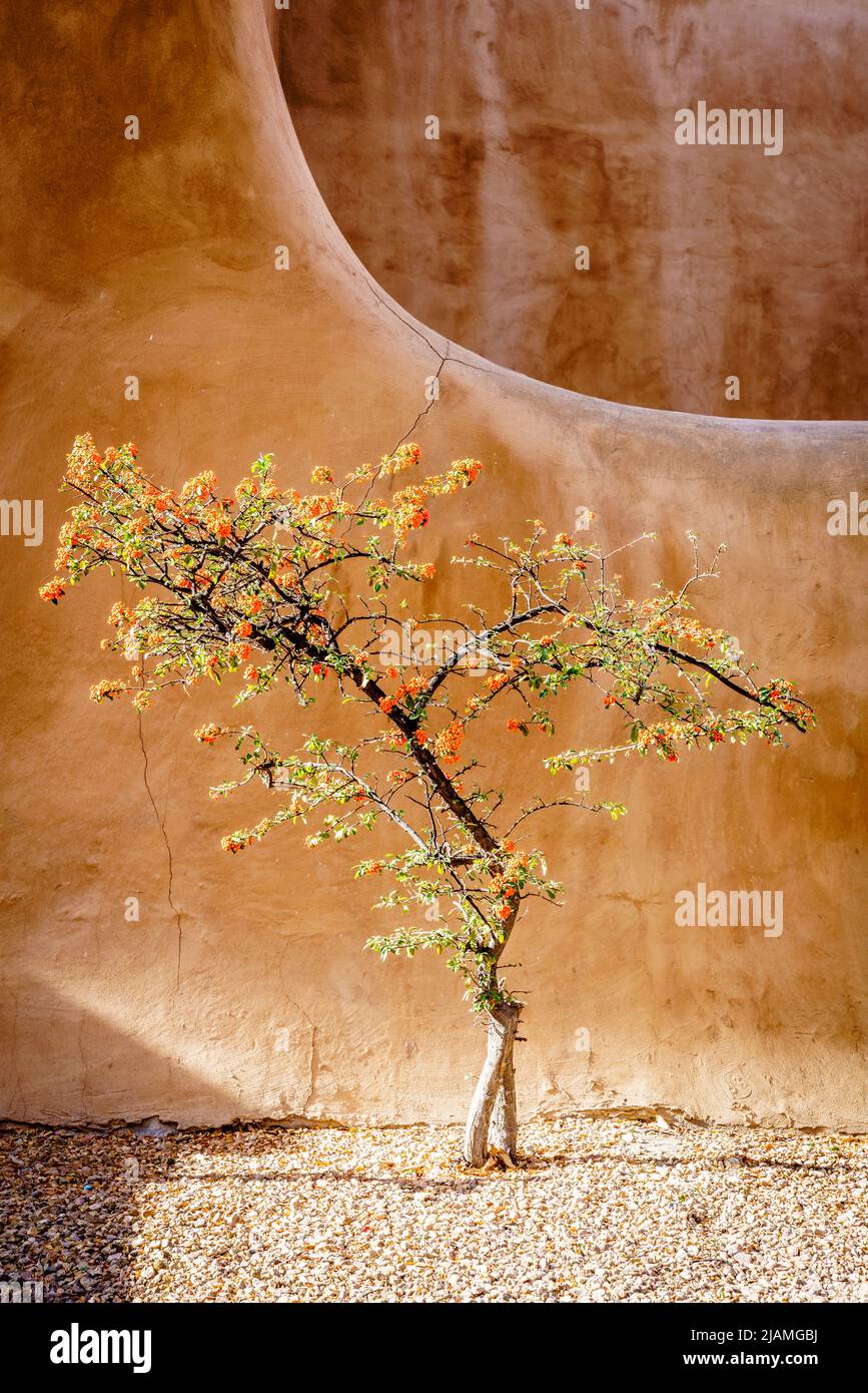 Magnifique arbre firethorn en face du bâtiment traditionnel en adobe à Santa Fe, Nouveau-Mexique Banque D'Images