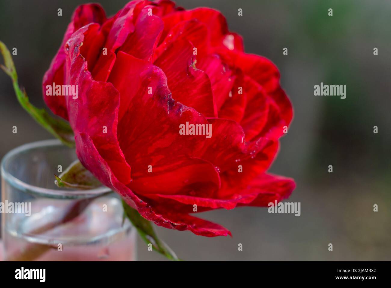 écarlate brillant rose dans un verre d'eau Banque D'Images