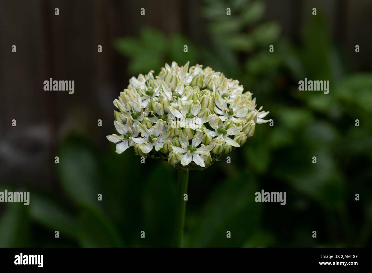 Allium stipitatum 'White Giant' entrant dans la fleur. Banque D'Images