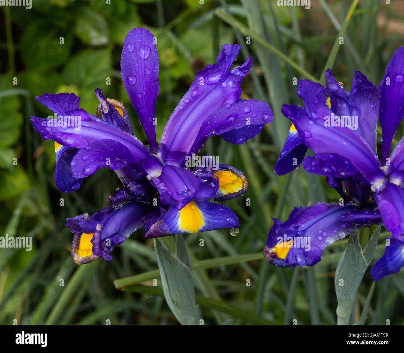 Fleurs 'Blue Magic' de l'iris hollandais violet (iris hollandica) après la pluie. Banque D'Images