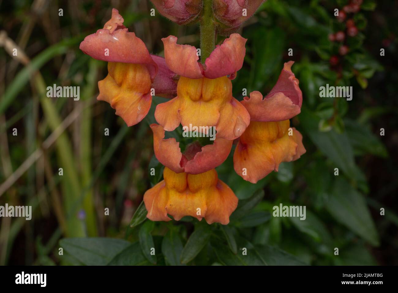 'Orange Wonder' snapdragon fleurs (antirrhinum). Banque D'Images