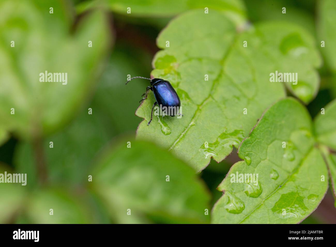 Bleu menthe Beetle - Chrysolina Coerulans - sur une feuille de clématis. Banque D'Images