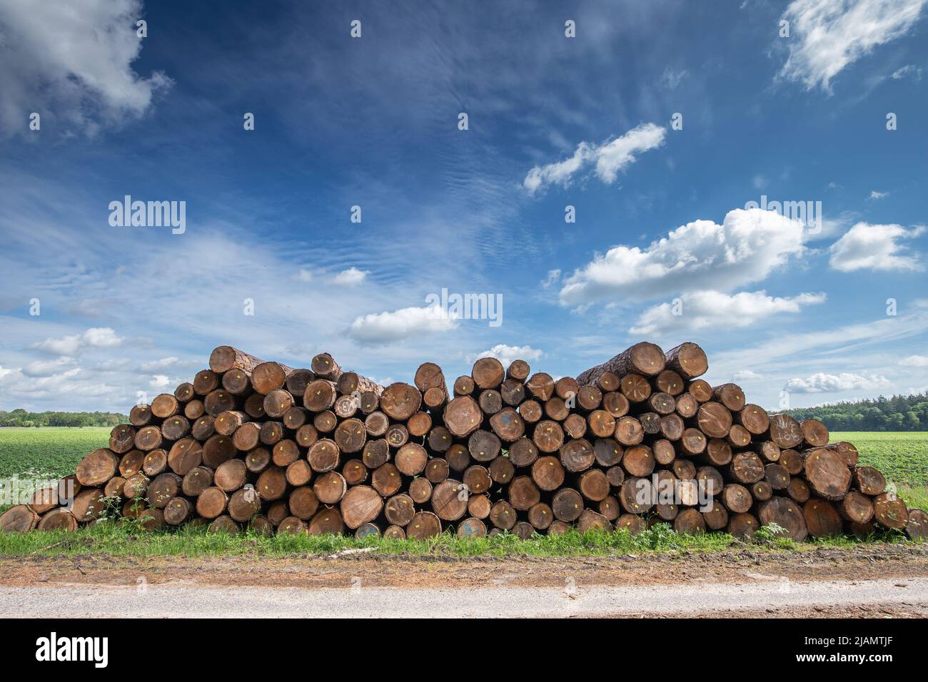 Troncs d'arbres empilés issus de forêts hollandaises gérées de manière durable avec section transversale du tronc, avec anneaux de croissance et étiquettes clairement visibles pour FSC certi Banque D'Images