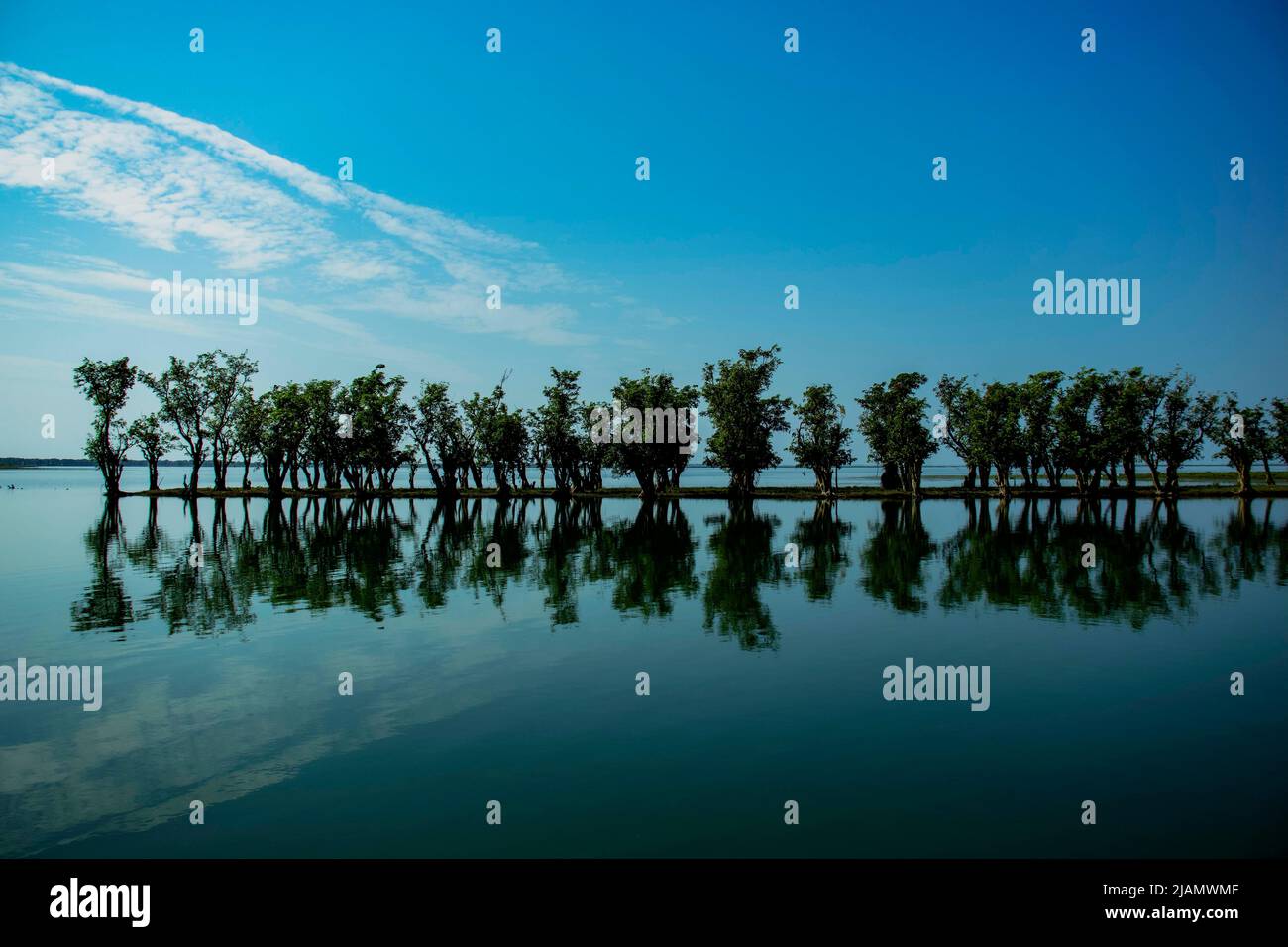 Ligne de chênes indiens dans un marécages Banque D'Images