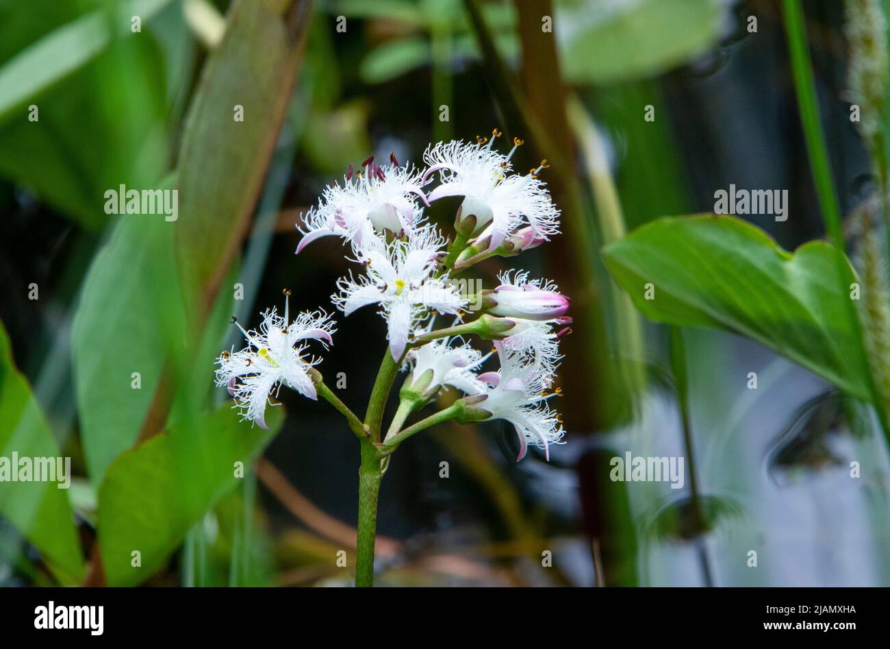 Haricot de tourbière en fleur dans l'étang au printemps Banque D'Images