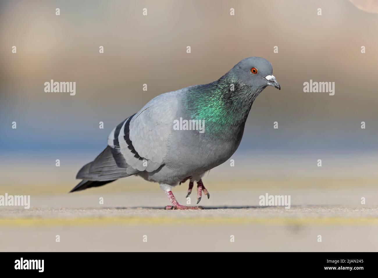 Un pigeon de roche (Columba livia) dans le port. Banque D'Images