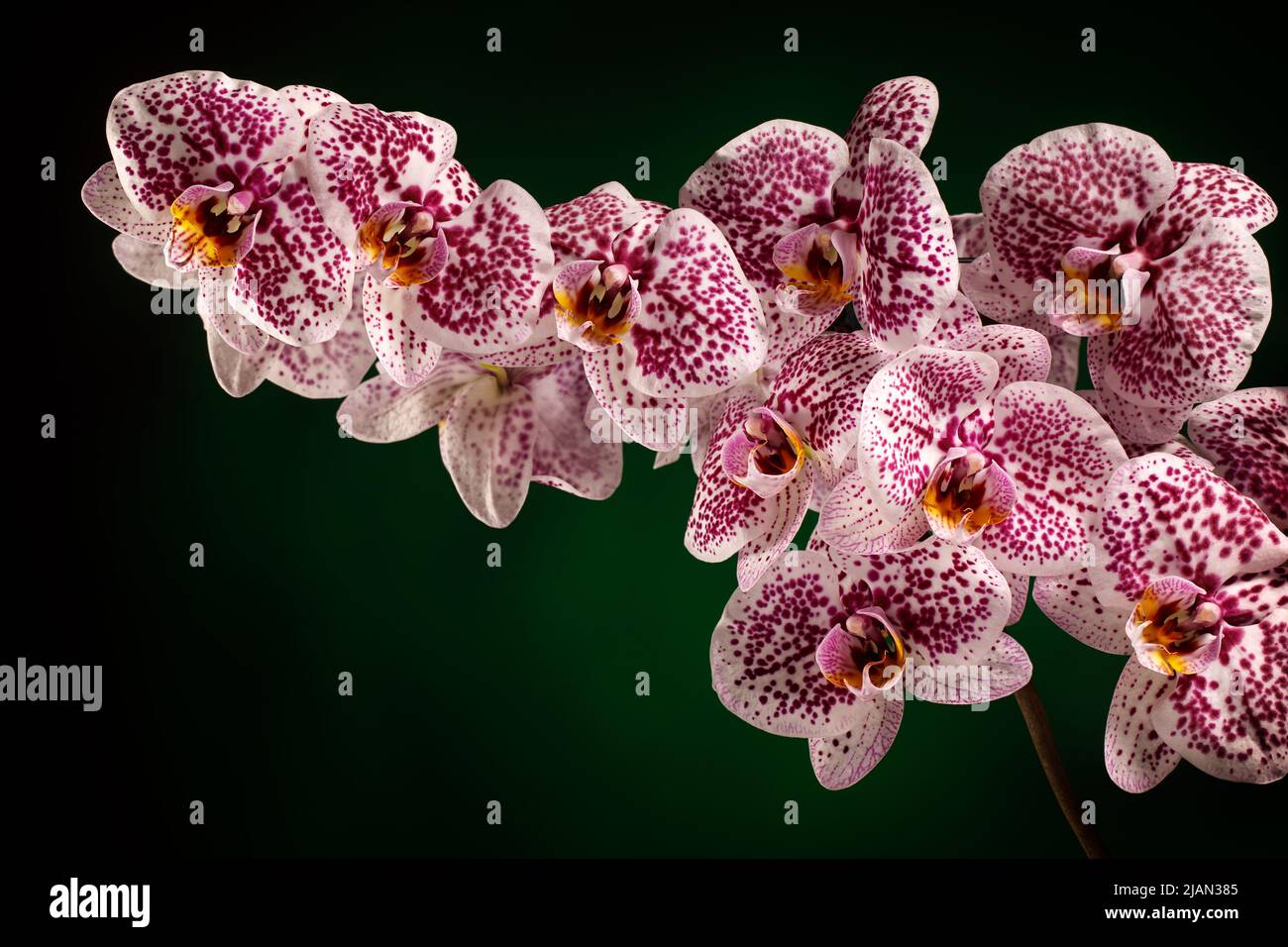 Phalaenopsis rose Orchid Dalmatiens sur fond vert foncé. Espace libre pour le texte de la photo. Banque D'Images