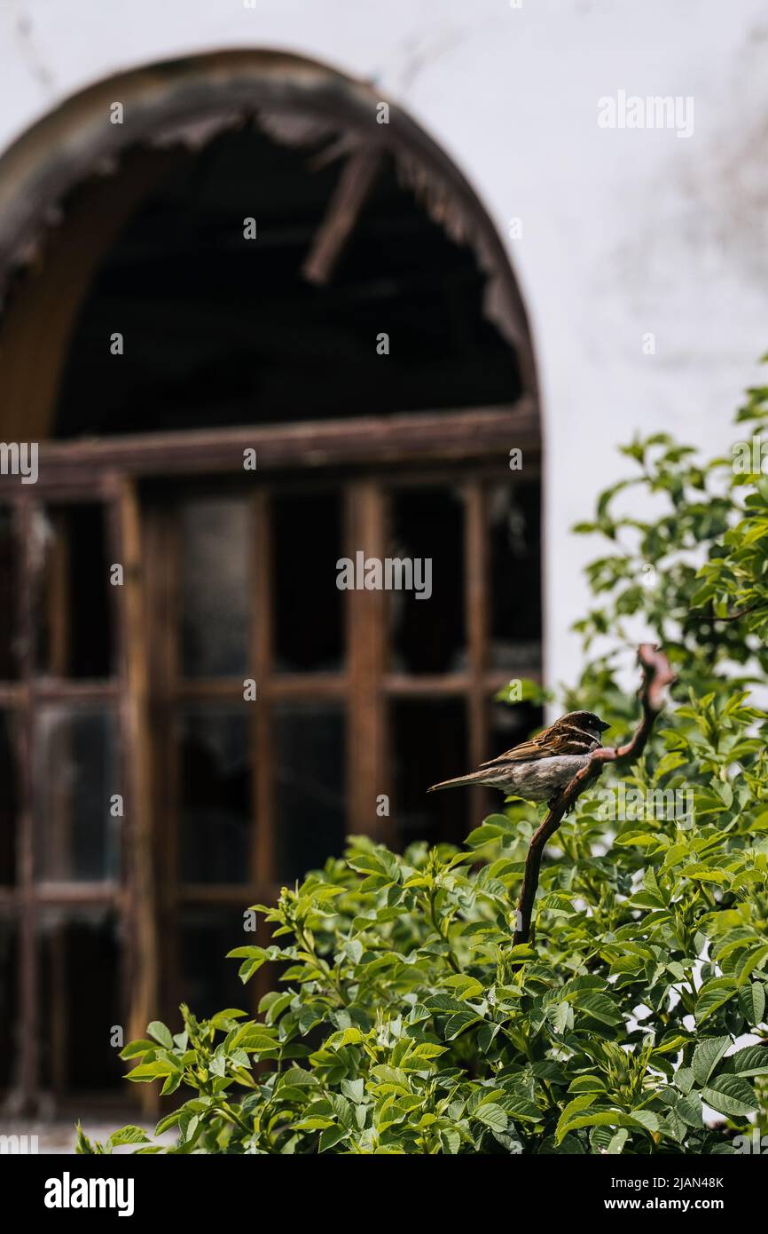 Café détruit dans la région de Sumy. Invasion militaire de l'Ukraine par la Russie Banque D'Images